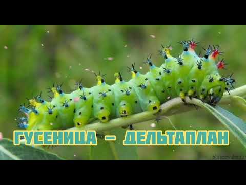 Видео: Гусеница - Дельтаплан|Шоу "Маска-4"|[6-Выпуск🛩]