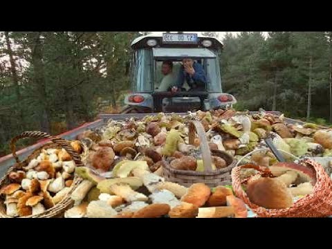 Видео: Грибы 2024 МЕГА Боровики БОЛЕТУС  В ЛЕСУ СЕГОДНЯ! ПОЛНЫЕ КОРЗИНЫ! ШОК!!!🌕 СБОР ГРИБОВ