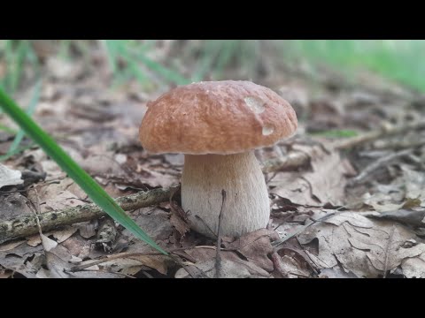 Видео: 4 вересня 2025р. Радість переповнює...❤️😍🤗
