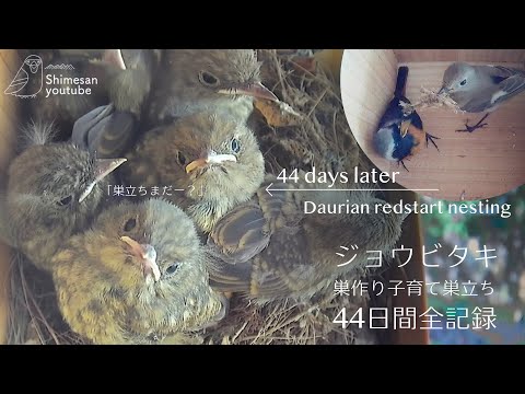 Видео: Мило! Полная 44-дневная запись гнездования и вылета даурской краснозобки