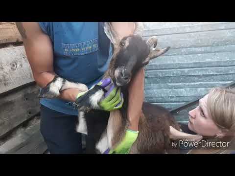 Видео: ВСТАЛ ЖЕЛУДОК У КОЗЫ?/ЧЕМ ЛЕЧИТЬ?