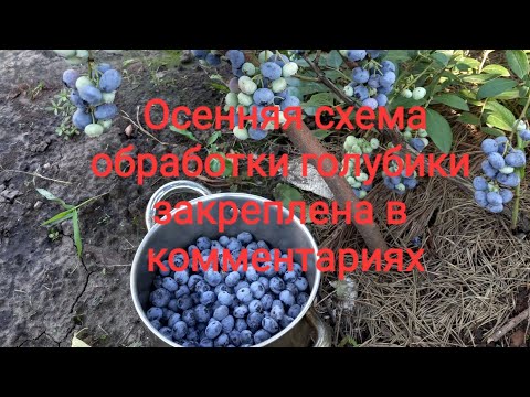 Видео: Обрезка и обработка голубики в августе после урожая.