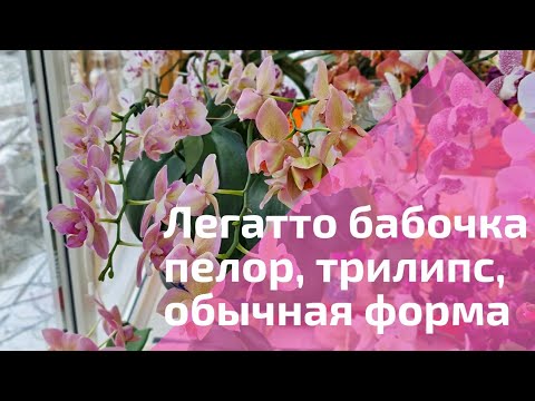 Видео: Обзор домашнего цветения Легатто бабочка, Легатто трилипс, Легатто пелор, Phal.Legato