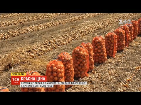 Видео: Красна ціна: чому вартість цибулі била рекорди і чи чекати подорожчання знову