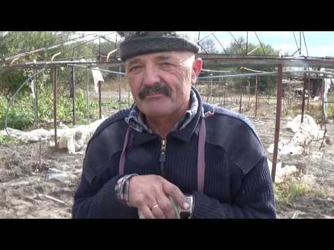 Видео: КАК ПРАВИЛЬНО ПОСАДИТЬ КРЫЖОВНИК ОСЕНЬЮ!