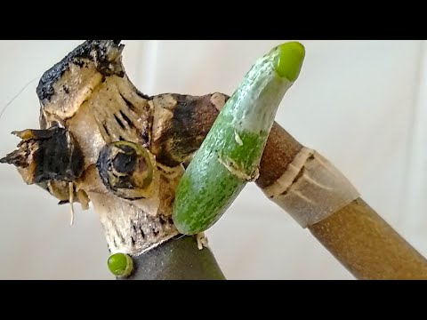 Видео: УДОБРЯТЬ орхидеи ТОЛЬКО ТАК! КОРНИ ЛЕЗУТ, листья НЕ УЗНАТЬ! РЕАЛЬНЫЙ ОТЗЫВ орхидеи! ПОЛЬЗА👍 орхидеи!