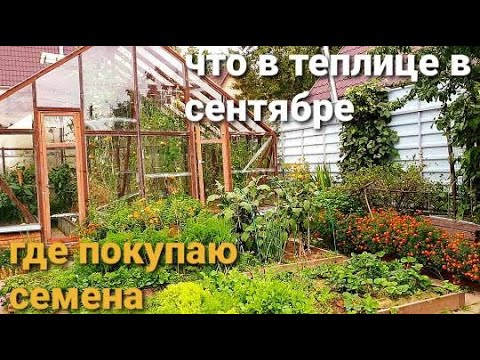 Видео: Холодина.Что осталось в теплице.СЕМЕНА можно купить НЕДОРОГО.ТОМАТЫ ,ПЕРЦЫ -ГИГАНТЫ