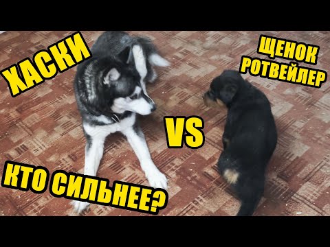 Видео: Знакомство Хаски Майи с щенком ротвейлера Конором 2 месяца. Жизнь с собаками. 1 часть