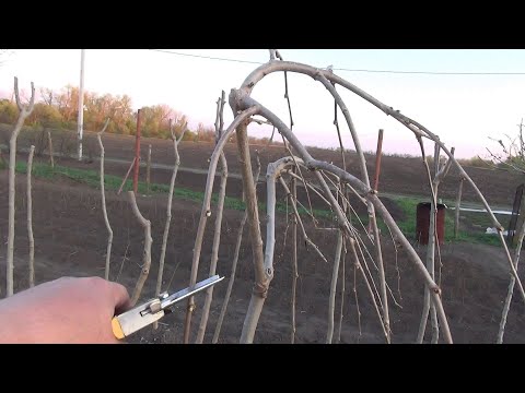 Видео: Как обрезать шелковицу после посадки.