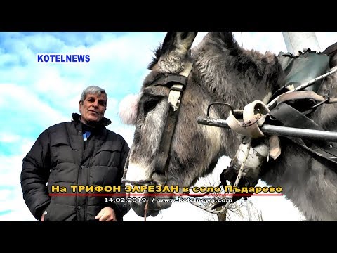 Видео: Магаре произвежда пелети от лозови пръчки www.kotelnews.com