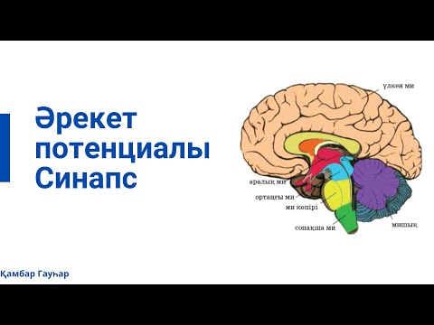 Видео: Әрекет потенциалы синапс