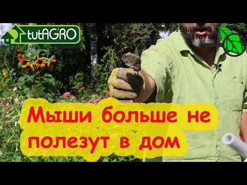 Видео: МЫШИ и КРЫСЫ НЕ ПОЛЕЗУТ В ДОМ! Дом, сарай и курятник под защитой. Никаких дохлых мышей и какулек.