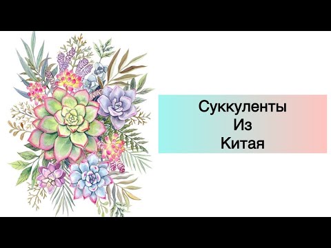 Видео: Посылка с суккулентами из Китая.