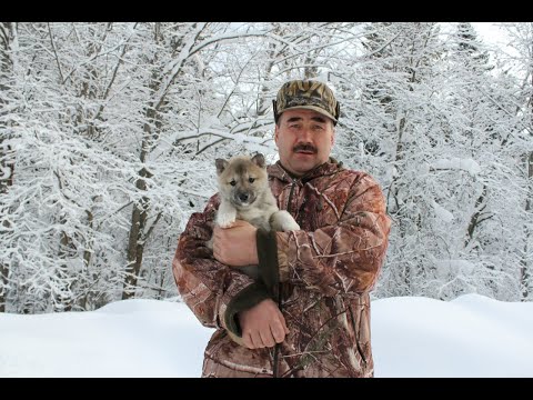 Видео: Ответы на вопросы подписчиков: как натаскать щенка, развить злобу и когда должна раскрыться лайка