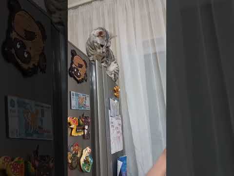 Видео: Хулиган