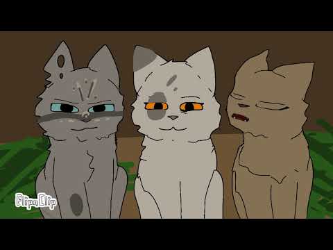 Видео: Дикие коты. "Истории". Часть 6.