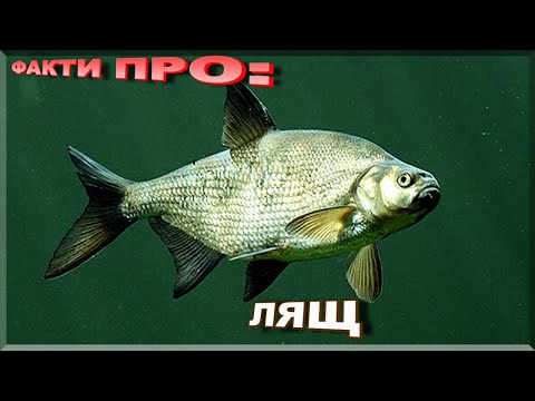 Видео: Лещ | Интересные факты о: лещах! Где живут и как ловить?