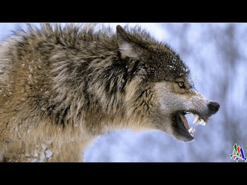 Видео: ОБОРОТЕНЬ 2. «Пока ты по лесам бегаешь, у нас оборотень человека утащил!»