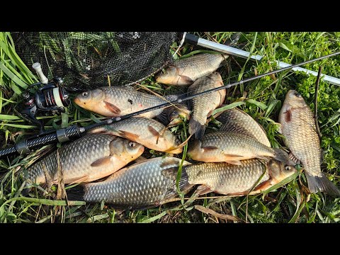Видео: Мормышинг.Рыбаков нет а караси загибают спиннинг. Наловил на жареху.