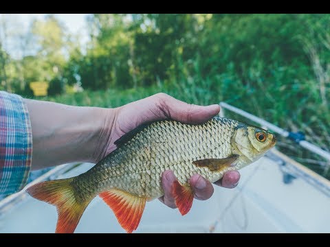 Видео: Ловля краснопёрки на ультралайт. В поисках 1 кг краснопёрки на ультралайт.