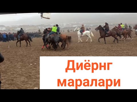 Видео: Диёр полвонг маралари #диёр_полвон