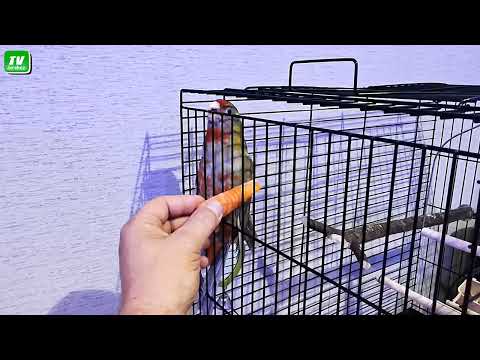 Видео: Розелла Арчи - опасные эти руки :)