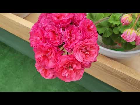 Видео: #573.Воскресный обзор цветущих пеларгоний на 25.06 .23
