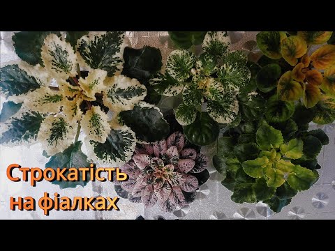 Видео: Строкатість на фіалках