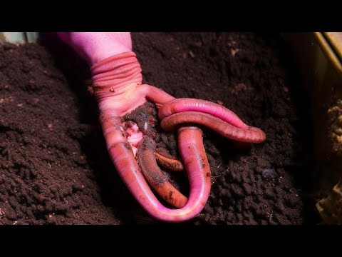 Видео: Червь Чёрный Принц Наберает Обороты