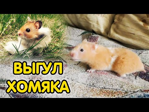 Видео: Выгул хомяка. Хомяк гуляет по комнате. Можно ли выгуливать хомяка на улице?