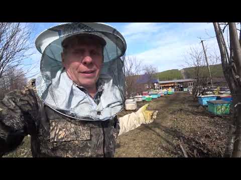 Видео: ПЕРВЫЕ ВЕСЕННИЕ РАБОТЫ НА ПАСЕКЕ, ПЧЕЛОВОД СДЕЛАЙ ЭТО.