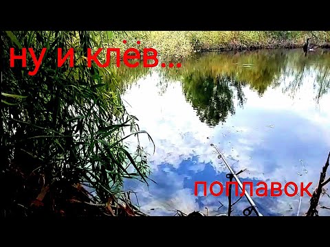 Видео: Ну и клёв... Лиман мелеет с каждым днём. Нашёл панцирь. Рыбалка на поплавок.