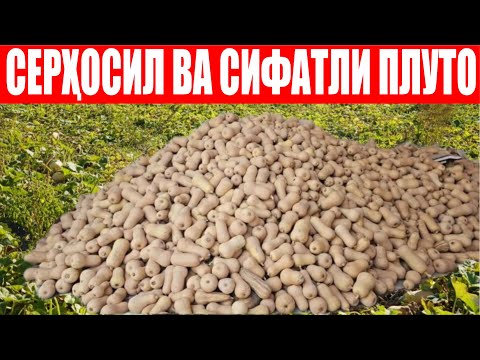 Видео: Плуто F1 ни ютубдан кўриб экдик, кутганимиздан хам зиёда бўляпти 2- қисм (Squash Pluto F1-Sakata)
