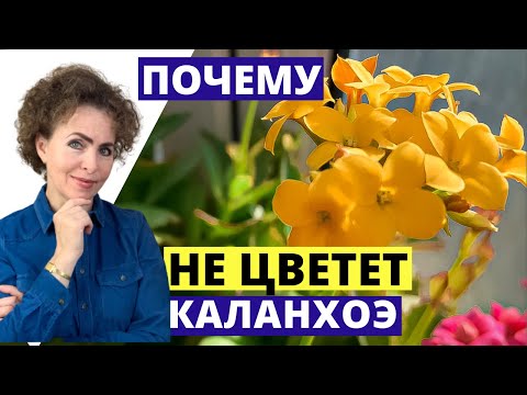 Видео: КАЛАНХОЭ зацветет 100%