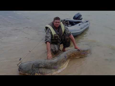 Видео: Сом 94кг и 83кг