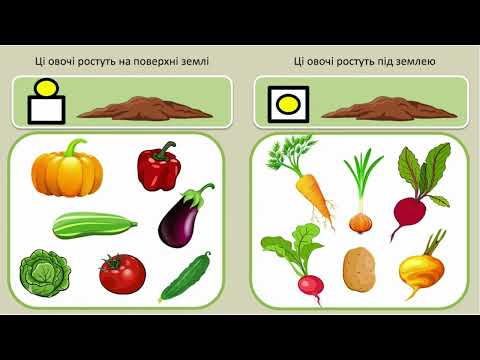 Видео: Розвиток мовлення і культура мовленнєвого спілкування. Малювання. "Овочі". Середня група
