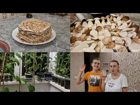 Видео: сушёные белые! торт наполеон! и другие дела нашей семьи!