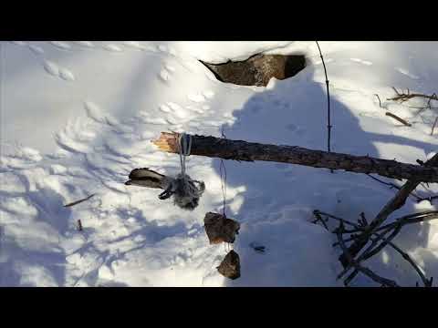 Видео: Проверка капканов часть 〽️ 5.