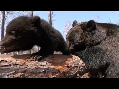 Видео: МЕДВЕДИЦА МАША ,МЕДВЕЖАТА И ЧЕЛОВЕК  ЖИЗНЬ И ПРИКЛЮЧЕНИЯ /ЛУЧШИЕ МОМЕНТЫ