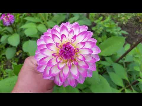 Видео: Георгины декоративные.  Обзор сортов, часть 1.