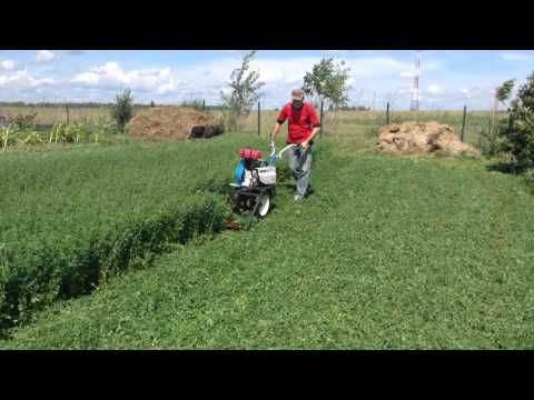 Видео: Покос люцерны мотоблоком