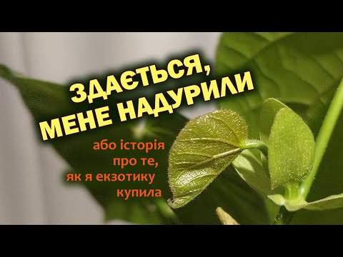 Видео: Екзотична рослина в квартирі - очікування та реальність. Моя історія, мій досвід. Гібіскус елатус.