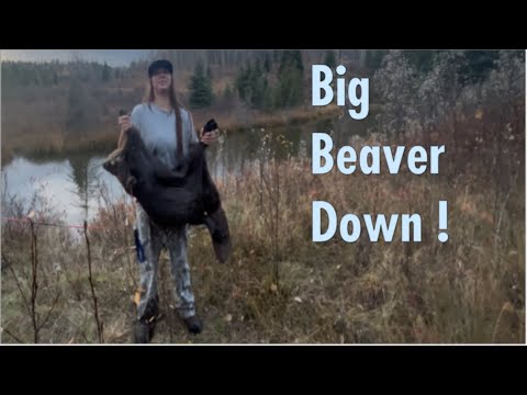 Видео: Жизнь вне сети на канадской ловушке! Часть 1: Охота на бобра