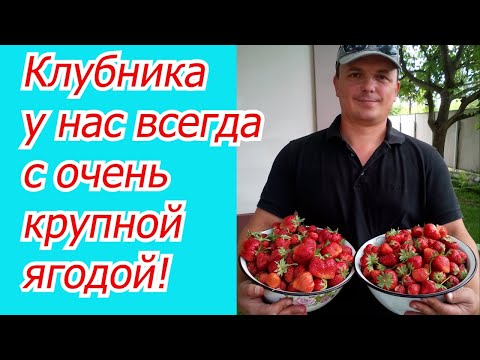Видео: Ягода на клубнике наливается на глазах- всего одна подкормка!