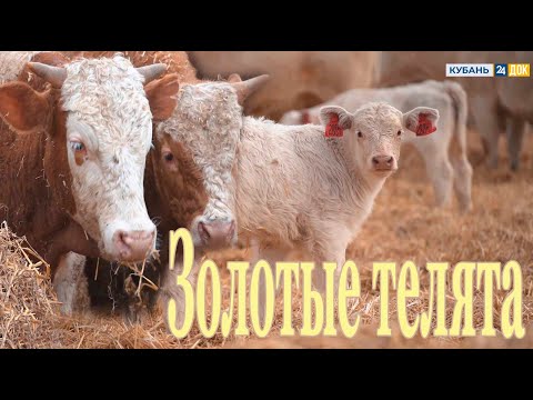 Видео: Генетику КРС улучшают шотландцы и французы из Лабинского района. "Землеход"