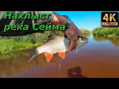 Видео: Нахлыст в забродку. Река Сейма, попытка укрупниться...