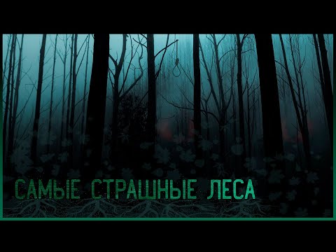 Видео: Самые страшные леса | топ 10