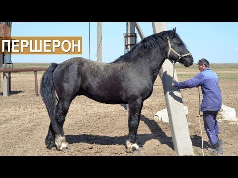 Видео: Першерон как улучшитель поголовья. КФХ Возмищевой В.И.