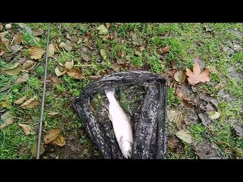 Видео: Рыбалка  На форель и грибалка.08.11.25.