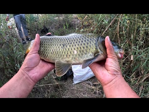 Видео: БУГУНГИ НАТИЖА 1СЕНТЯБР#fishing #baliq #carpfishing 